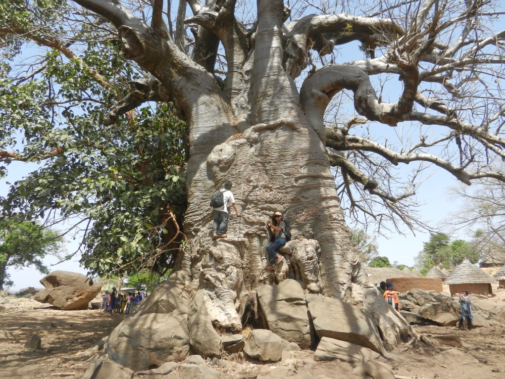 樹齢800年