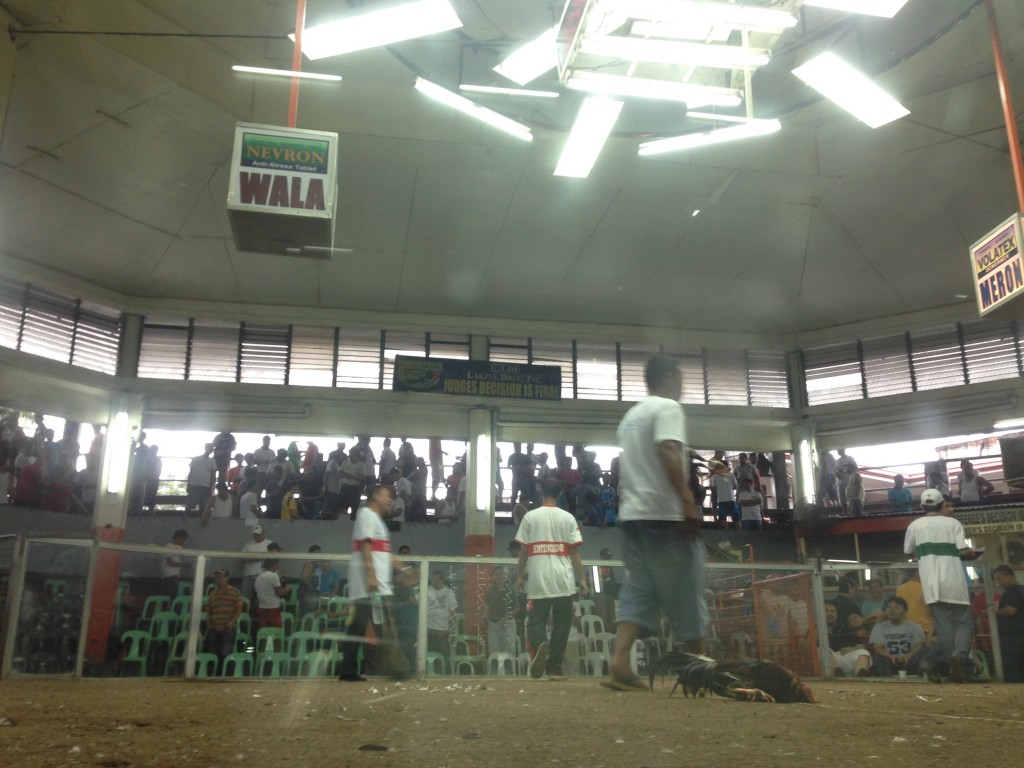 cockfighting5
