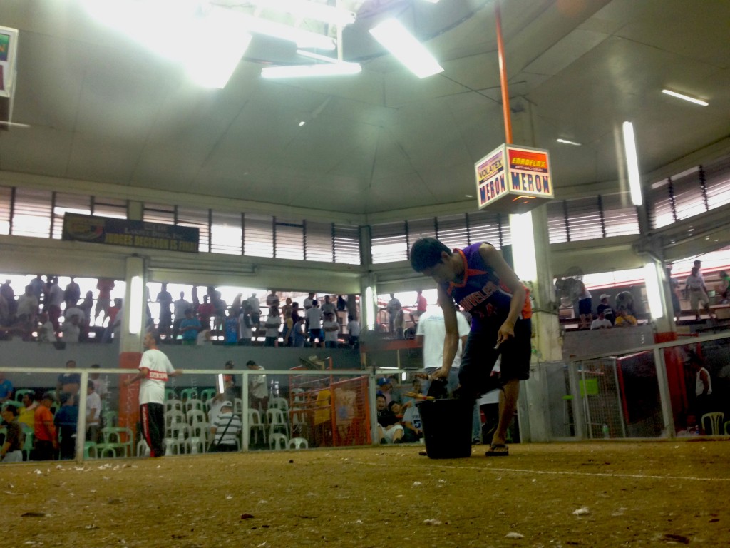 cockfighting6