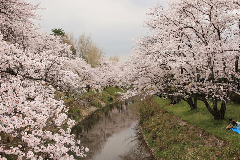 新境川堤の桜並木