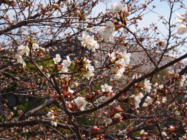 都賀川桜