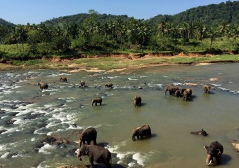 川で水浴びする象の群れ