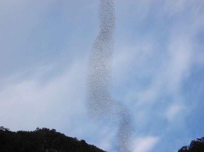 200万匹のコウモリが噴き出る！ボルネオ島・恐怖の洞窟「ディア・ケイブ」