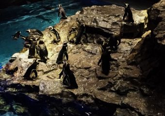 すみだ水族館のマゼランペンギン