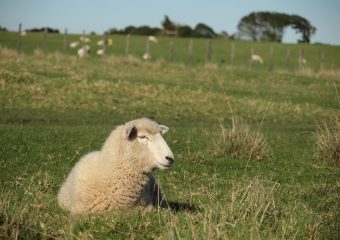 アンバリー自然公園　ニュージーランド　羊