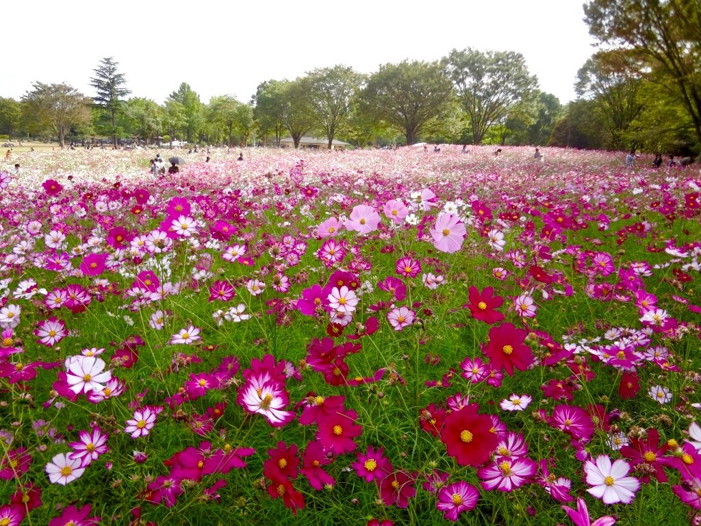 昭和記念公園のコスモス畑 首都圏最大級の絶景スポットを効率よくまわる方法 Trip S トリップス