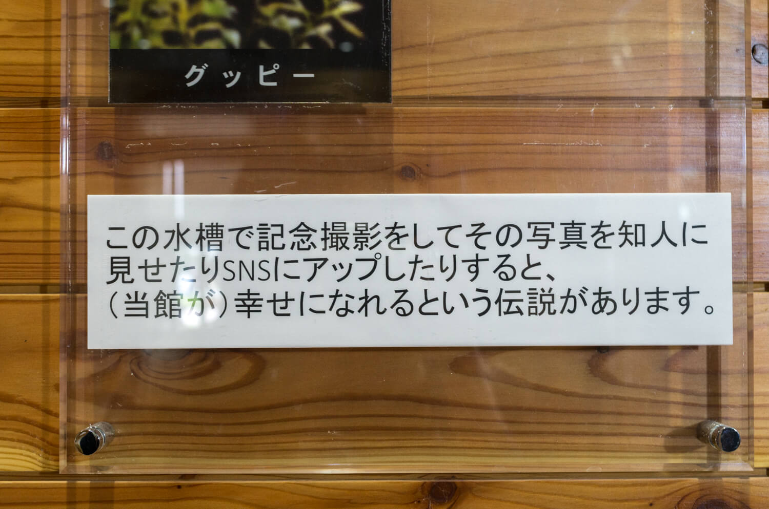 本当にアットホームな水族館です