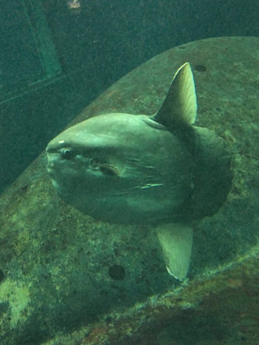 ユニークな魚たちが主役な水族園