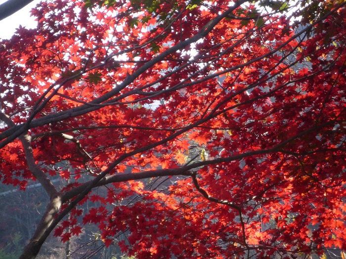 紅葉狩りには譲れないこだわりがある