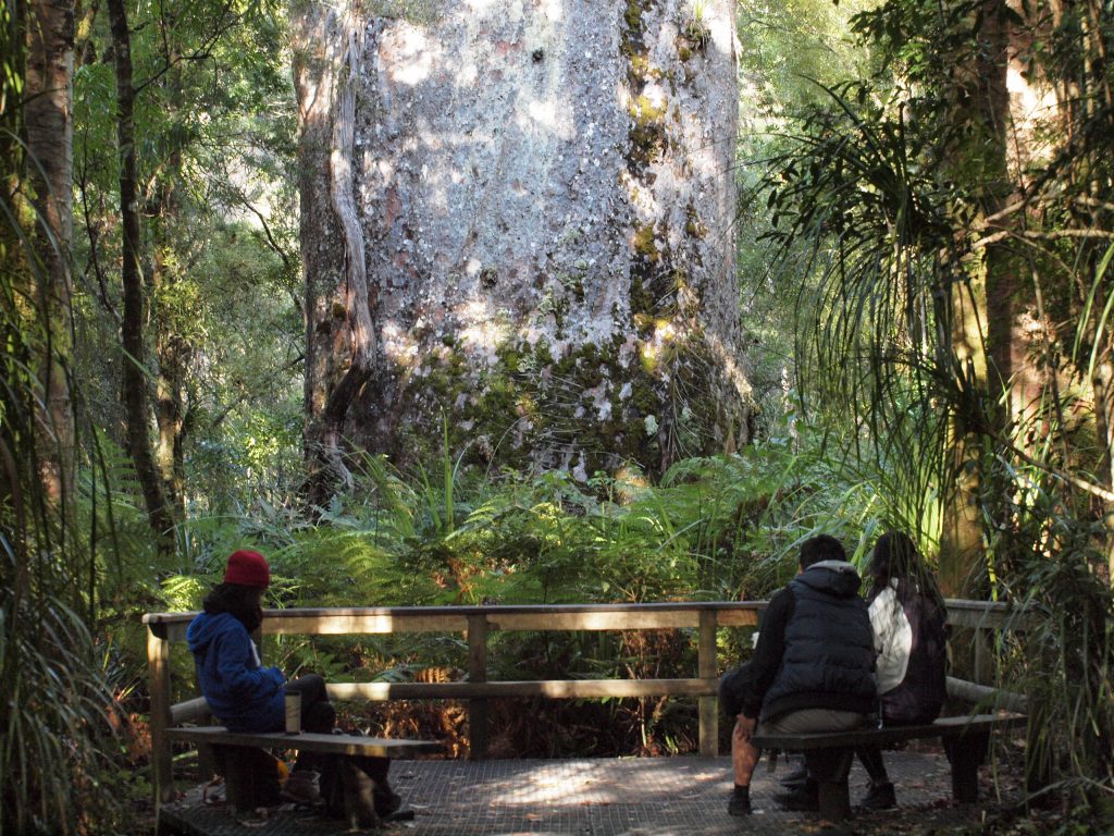ニュージーランドの巨木「森の神」はこんな姿だった…出会った人々が絶句する木とは？
