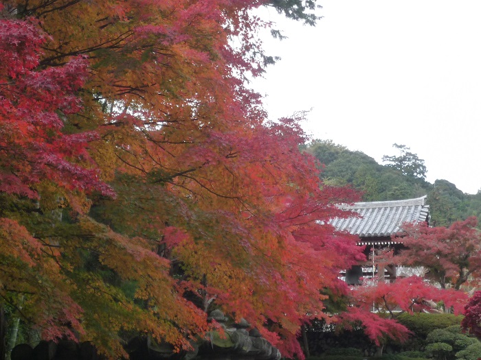 広すぎず狭すぎず、手軽な紅葉狩りが魅力