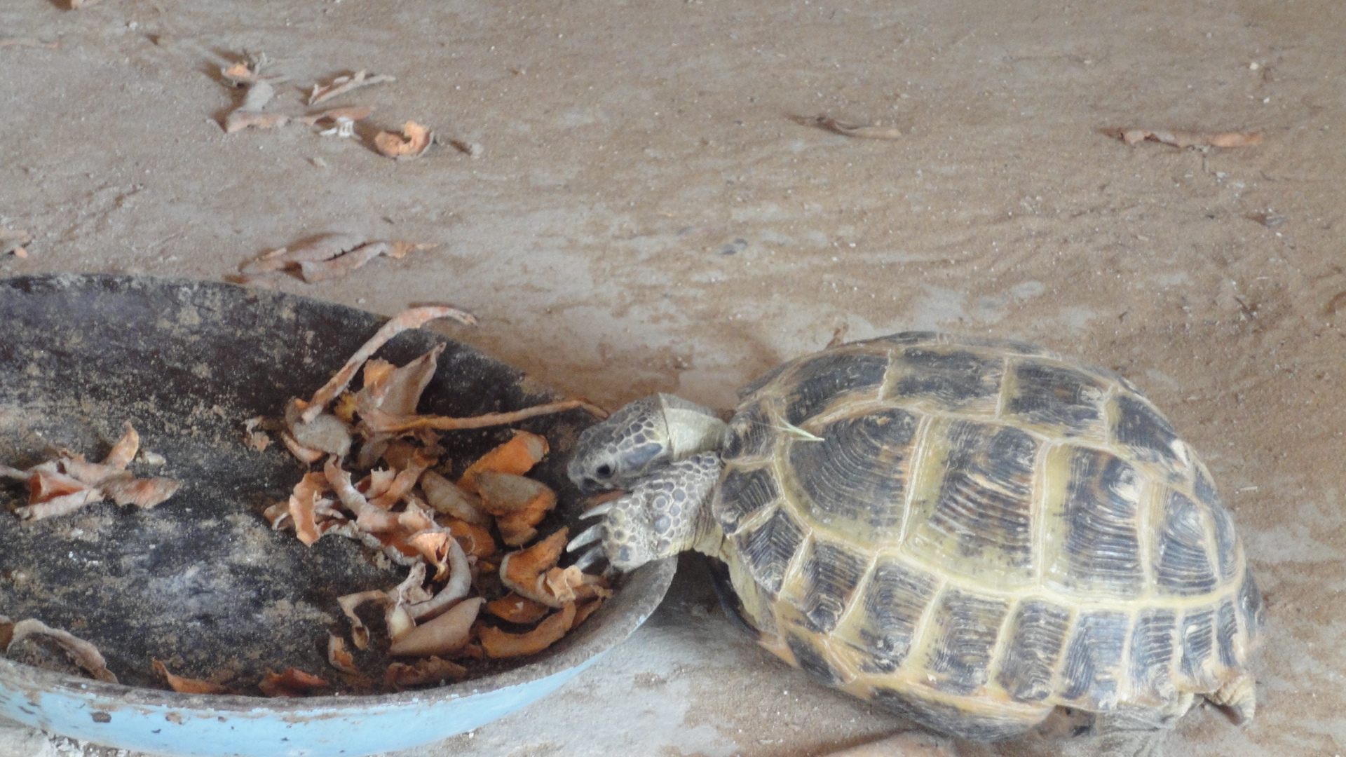 砂漠のカメ