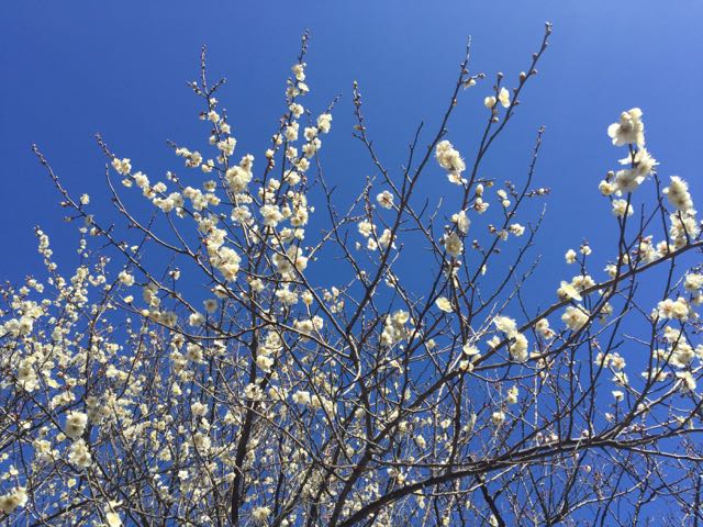 梅の花