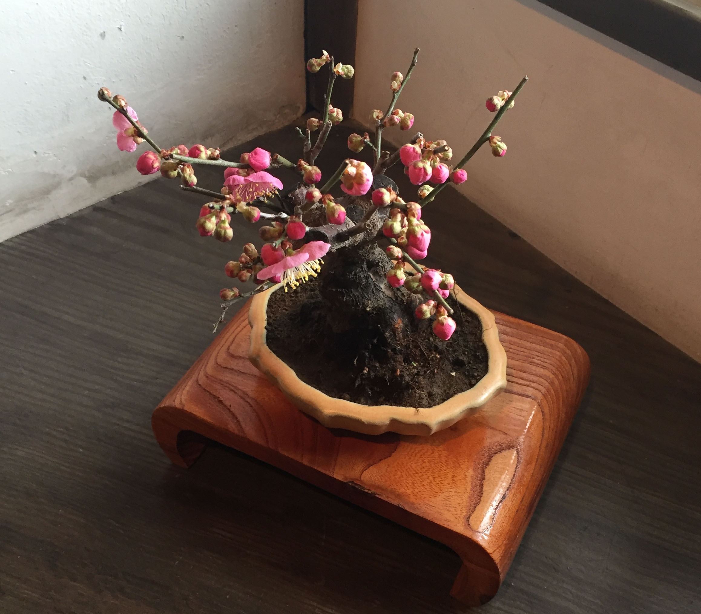 季節のお花を楽しむ、そんな感覚に戻れました。