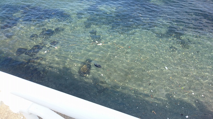 凪の海に漂う靴を見て、禍福を考える