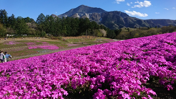 GWは秩父を象徴する武甲山と芝桜が見ごろ