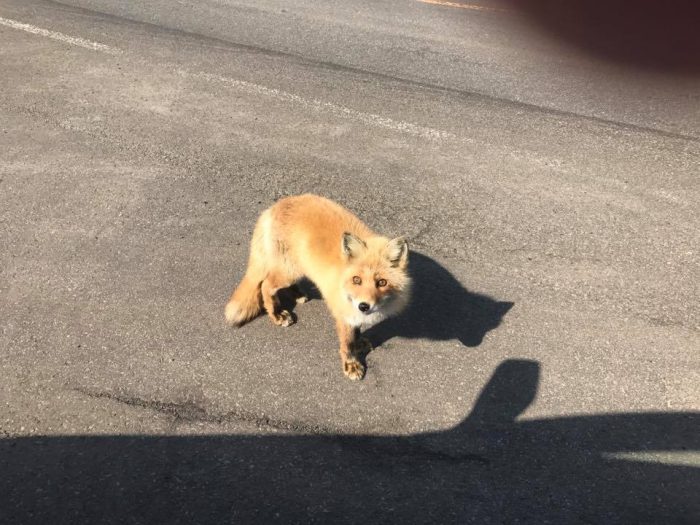 キタキツネに会える!