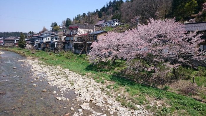 高山の桜