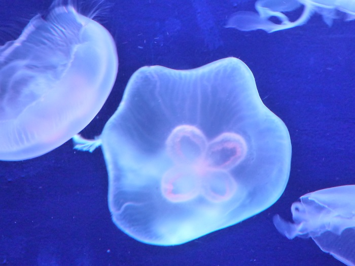サンシャイン水族館のスタッフさんに気軽に声をかけてみる