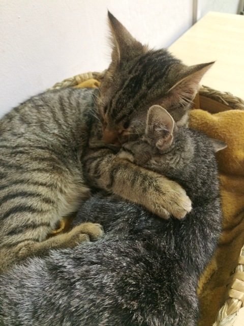 ネコは可愛いが仕事。