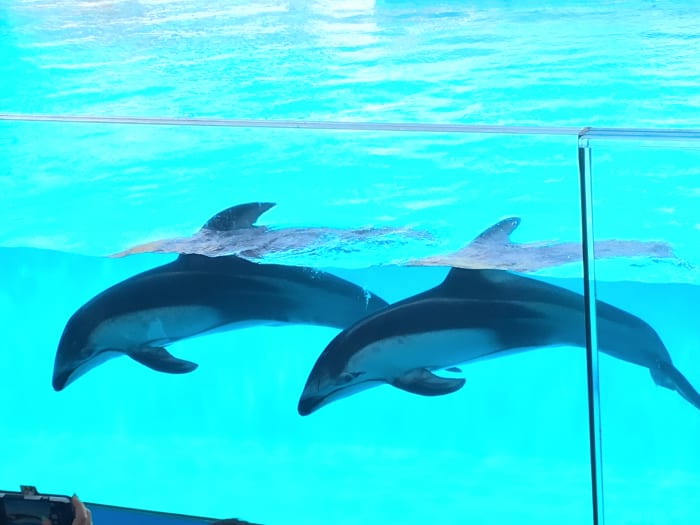 不思議とサメが かわいく見える 下田海中水族館でシャーク アタック体験してきた Trip S トリップス