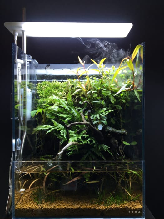 日常に「NATURE AQUARIUM」のある生活を想像してみた