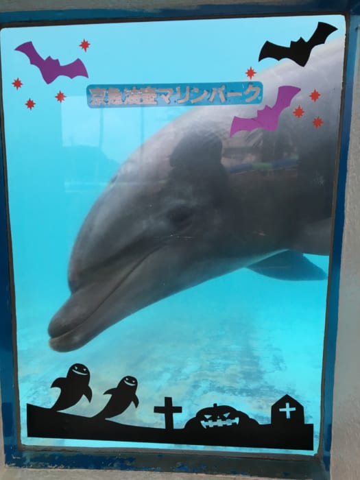 イルカはイルカ好きな人が分かるのか?