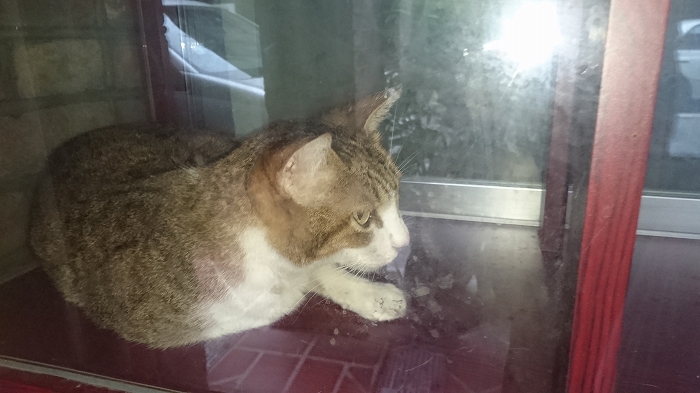 猫よりも犬をよく見た