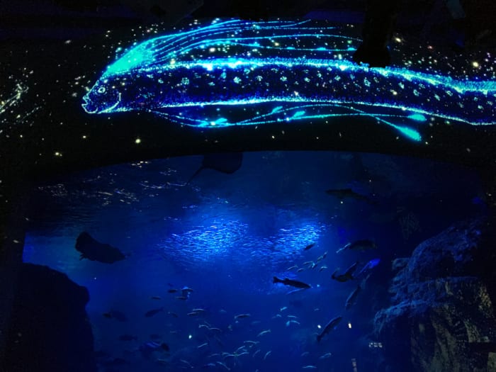 遂にパート3に突入した「ナイトワンダーアクアリウム2017 ~満天の星降る水族館~」もお見逃しなく。
