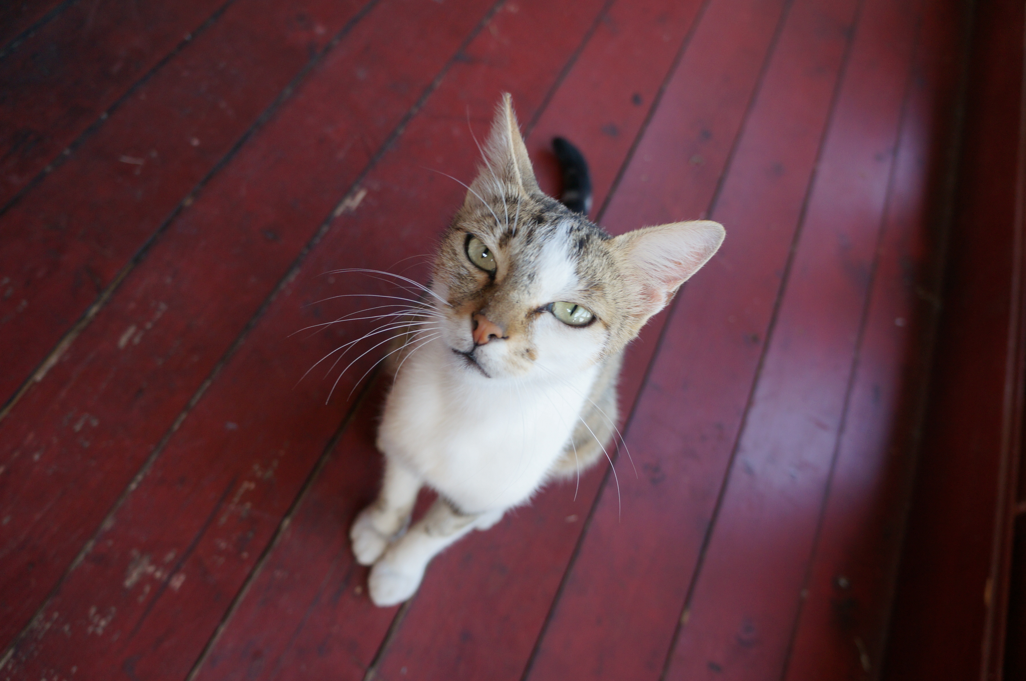 猫もりだくさんのセルビア