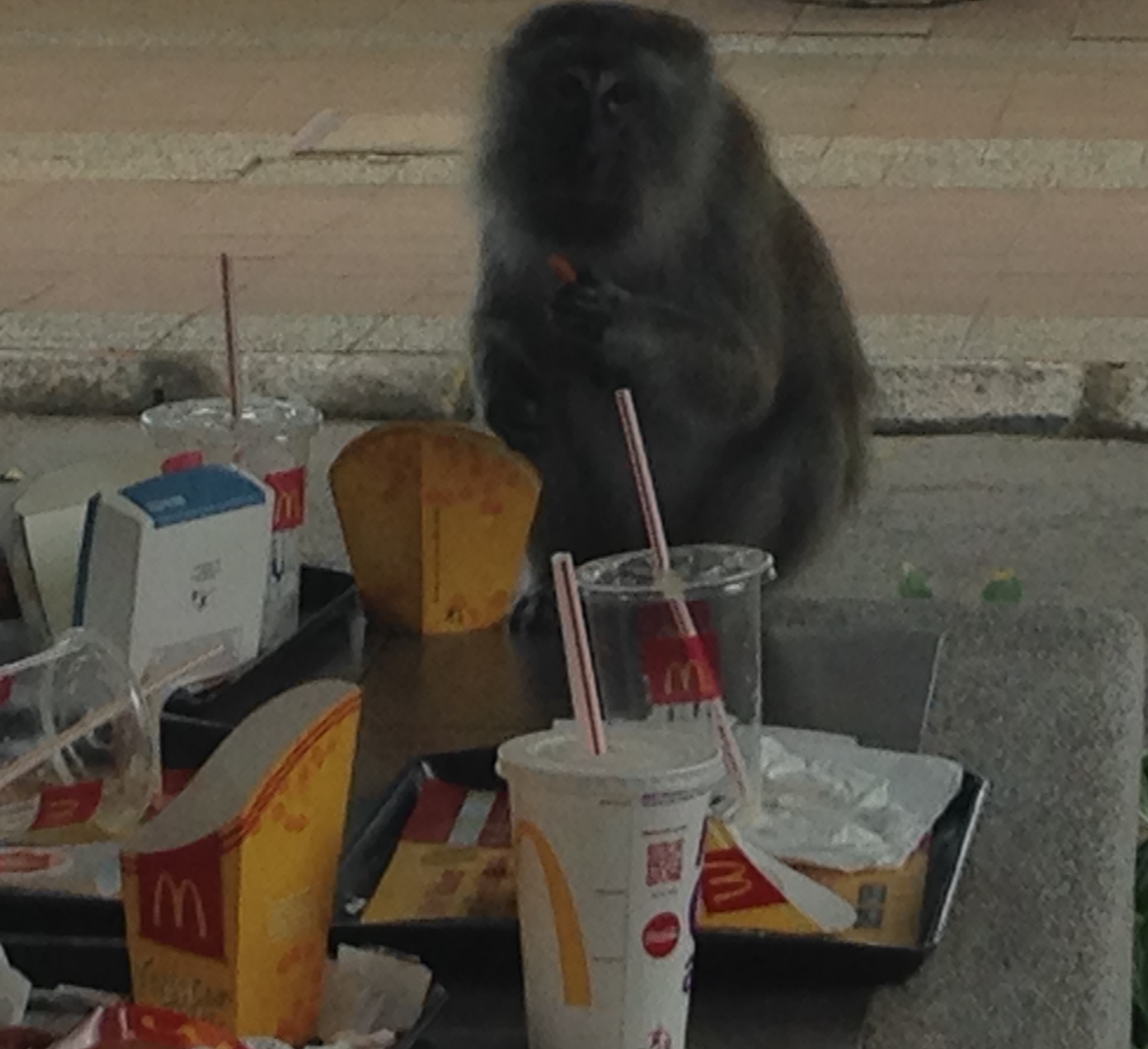 マレーシアには猿に占領されてしまうマクドナルドがある Trip S トリップス