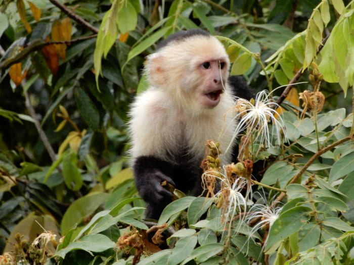 White Faced Capuchin Monkey