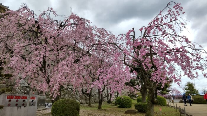 天守内は靴を脱ぎ最上階まで_窓枠から見下ろす景色は絶景_春の時期はピンク色の桜_素敵な景色