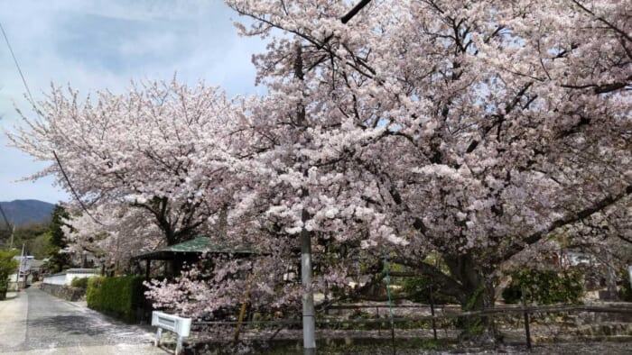 栄光寺_小豆島の霊場の一つ_隠れた桜の名所
