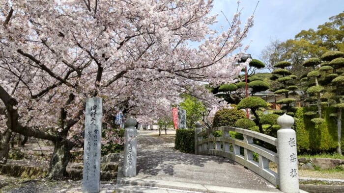 栄光寺_小豆島の霊場の一つ_隠れた桜の名所