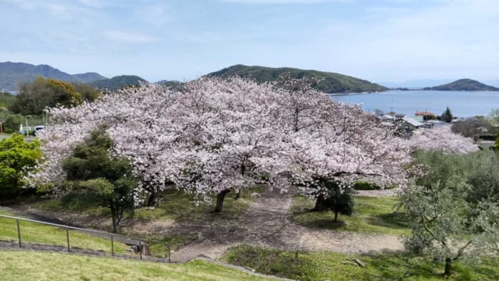 小豆島オリーブ公園
_春はピンク色の桜と緑色のオリーブの木々
