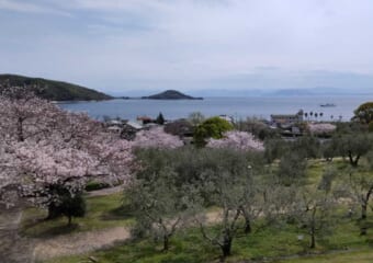 小豆島オリーブ公園 _春はピンク色の桜と緑色のオリーブの木々