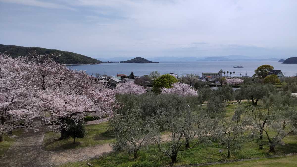 小豆島オリーブ公園 _春はピンク色の桜と緑色のオリーブの木々