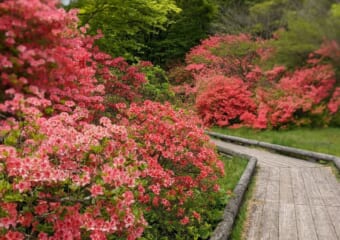 5月中旬から6月中旬にかけて見頃を迎える「八幡ツツジ群落」は、23ヘクタールに20万本のツツジが咲き誇るスポット。環境省の「かおり風景100選」