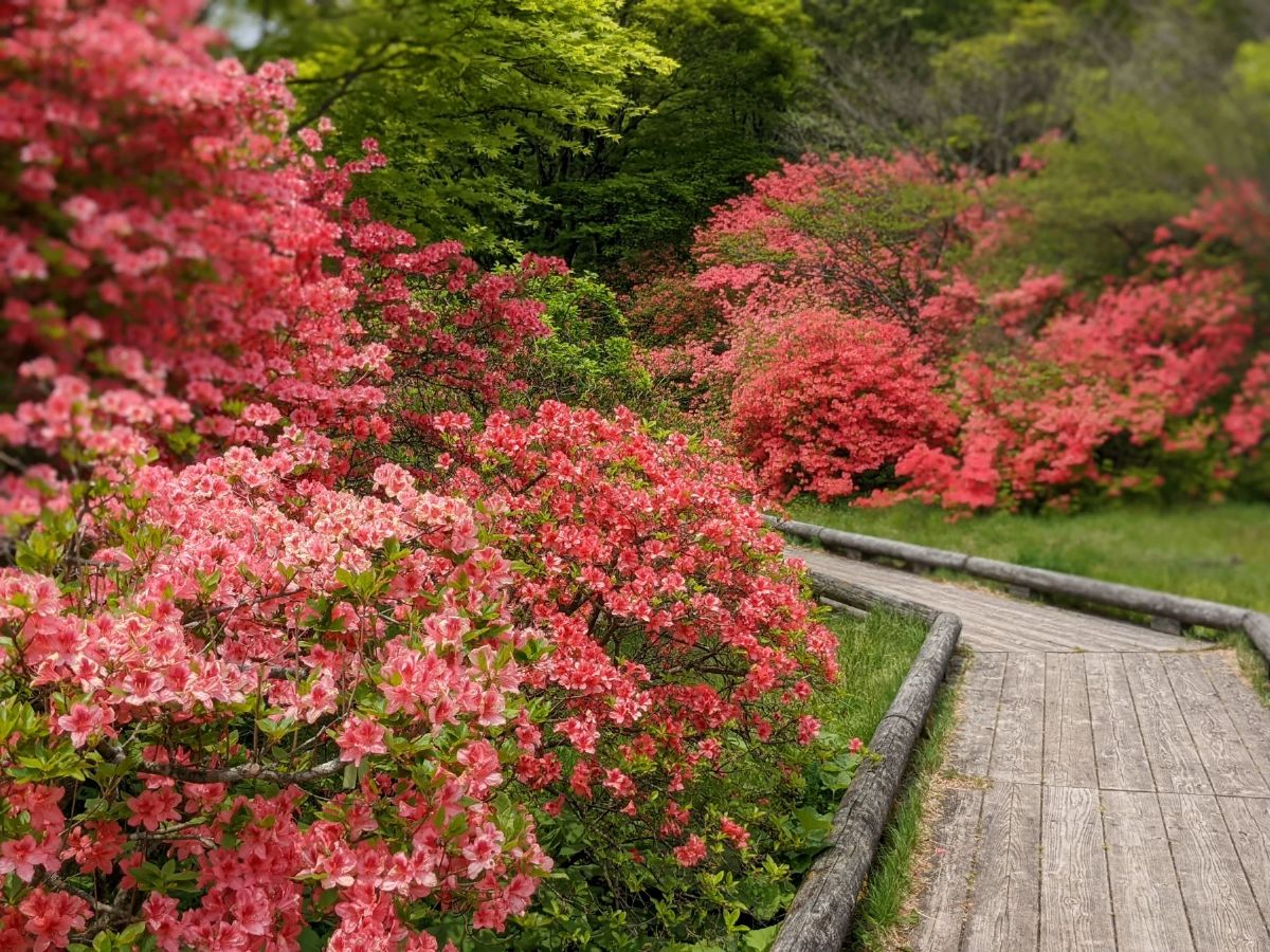 5月中旬から6月中旬にかけて見頃を迎える「八幡ツツジ群落」は、23ヘクタールに20万本のツツジが咲き誇るスポット。環境省の「かおり風景100選」