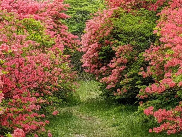 5月中旬から6月中旬にかけて見頃を迎える「八幡ツツジ群落」は、23ヘクタールに20万本のツツジが咲き誇るスポット。環境省の「かおり風景100選」