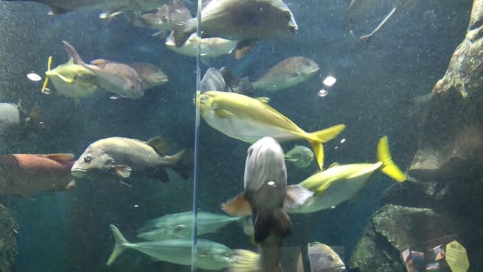 世界一の展示を誇るクラゲの水族館！幻想的な世界を堪能できる加茂水族館
