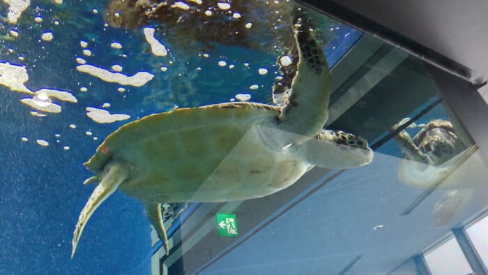 世界一の展示を誇るクラゲの水族館！幻想的な世界を堪能できる加茂水族館_ウミガメ