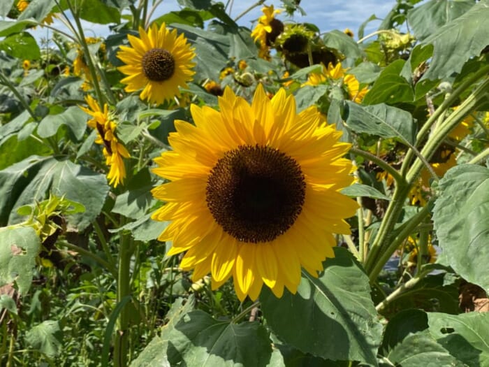 北海道の“ひまわり”といえばここは外せない！北竜町・ひまわりの里で夏のお花見を楽しもう