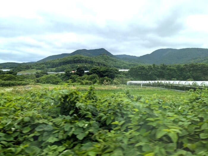 フルーツの町・仁木町（余市）でフルーツ狩り！さくらんぼ狩りやぶどう狩りを楽しもう