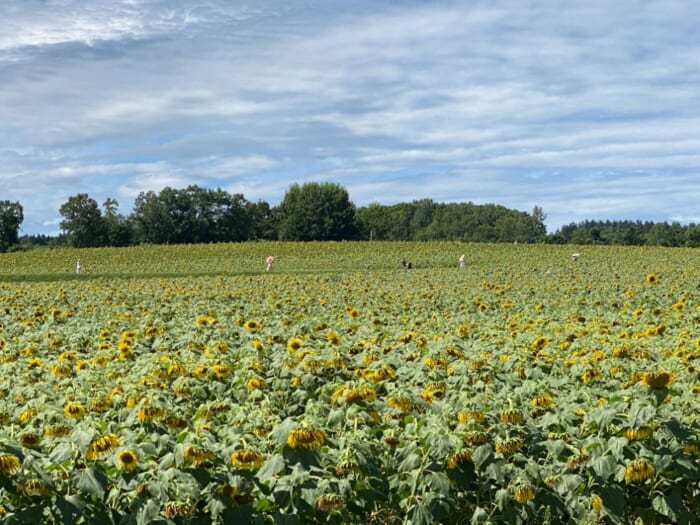 北海道の“ひまわり”といえばここは外せない！北竜町・ひまわりの里で夏のお花見を楽しもう