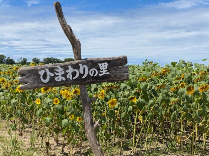 北海道の“ひまわり”といえばここは外せない！北竜町・ひまわりの里で夏のお花見を楽しもう