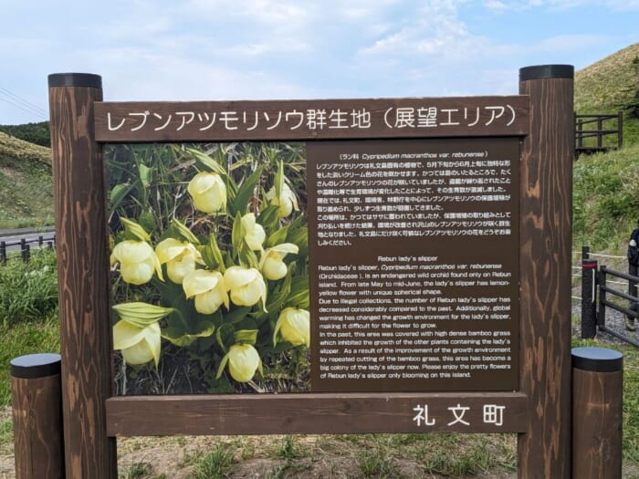 レブンアツモリソウ群生地