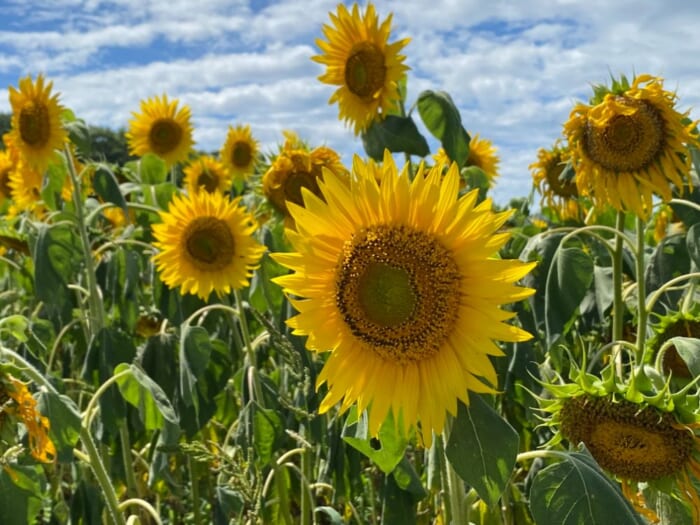 北海道の“ひまわり”といえばここは外せない！北竜町・ひまわりの里で夏のお花見を楽しもう