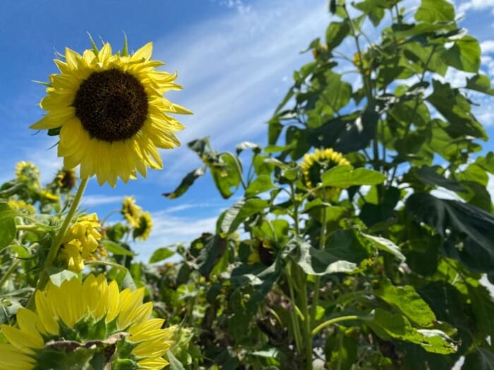 北海道の“ひまわり”といえばここは外せない！北竜町・ひまわりの里で夏のお花見を楽しもう_世界のひまわり